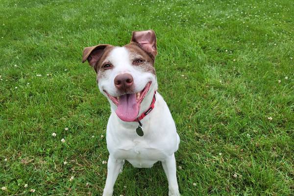 Easy-to-love dog wants to enjoy life with forever family