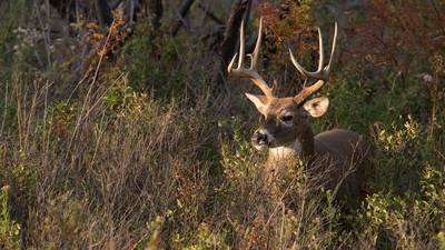 Kendall County hunters harvest 63 deer during 2023 firearm season